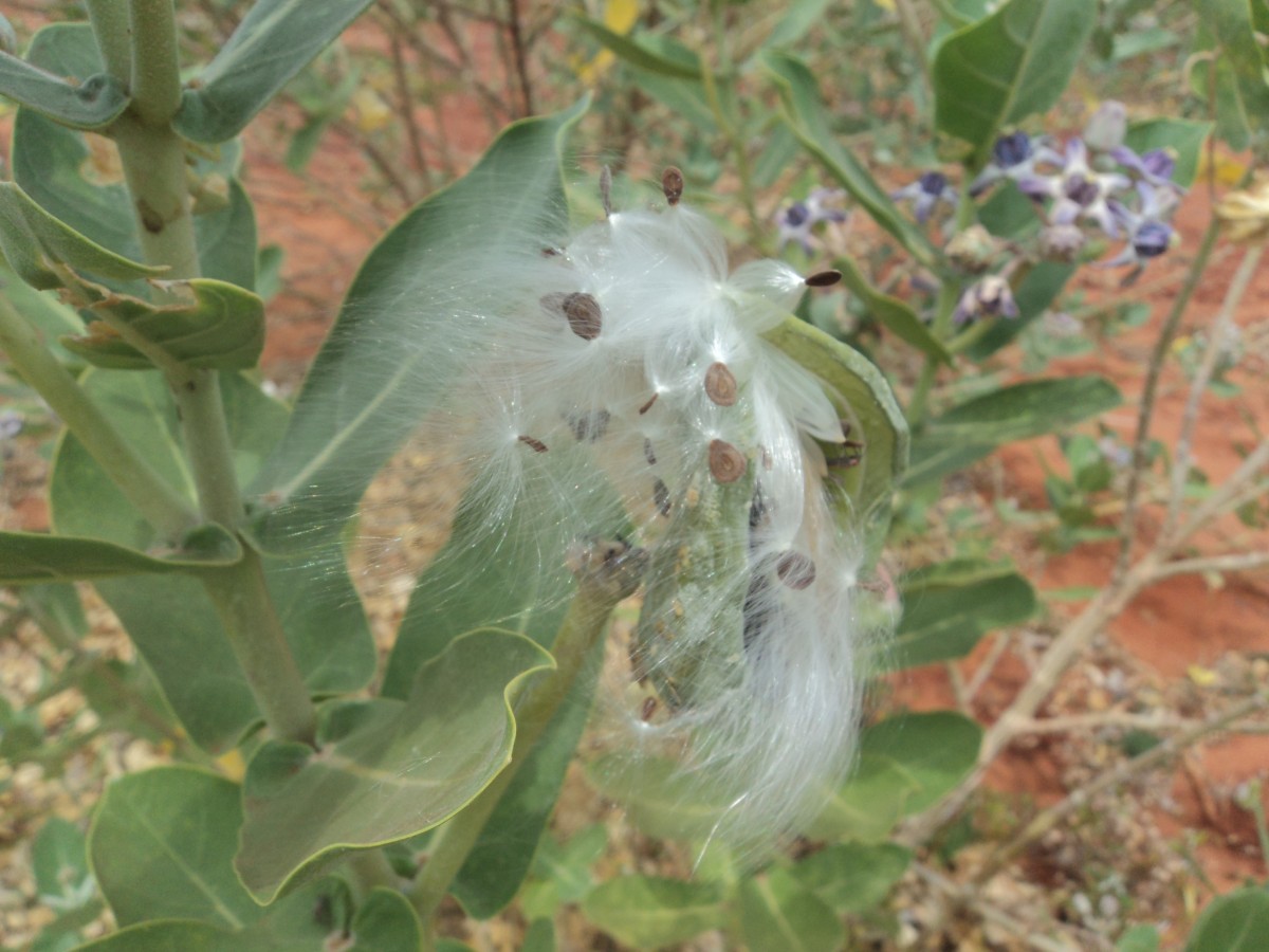 Calotropis gigantea (L.) W.T.Aiton